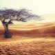 albero-nel-deserto