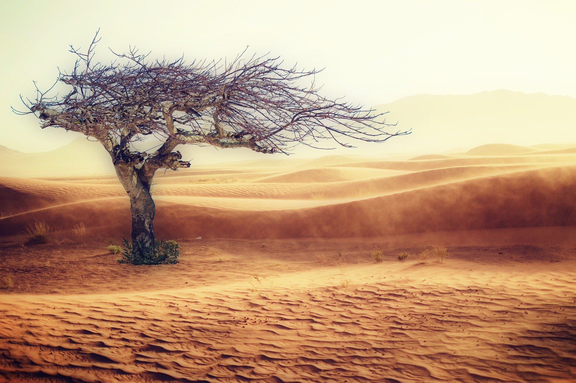albero-nel-deserto